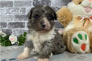 Koen - puppy for sale