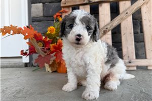 Darcy - Mini Bernedoodle for sale