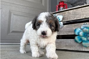 Melody - Bernedoodle, Mini for sale