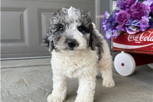 Drake - Mini Bernedoodle for sale