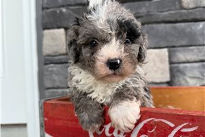 Kelvin - Bernedoodle, Mini for sale