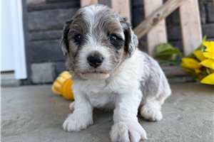 Donovan - Mini Bernedoodle for sale