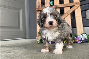Kenzie - Bernedoodle, Mini for sale