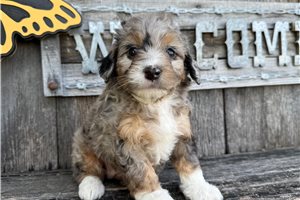 Katie - Bernedoodle, Mini for sale