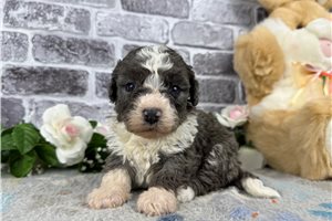 Kaitlin - Bernedoodle, Mini for sale