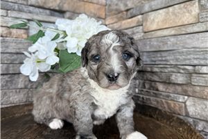 Taco - Bernedoodle, Mini for sale