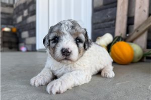 Dottie - Mini Bernedoodle for sale