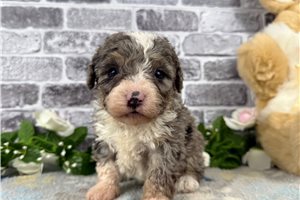 Kris - Bernedoodle, Mini for sale