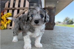 Daniel - Mini Bernedoodle for sale