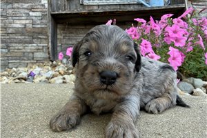 Zamboni - puppy for sale