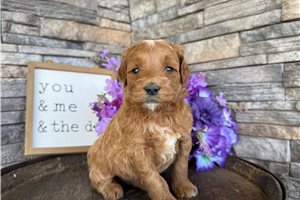 Ophelia - Goldendoodle, Mini for sale