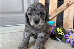 Onyx - Goldendoodle, Mini for sale