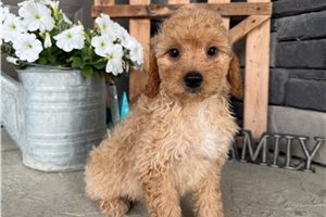 Octavia - Goldendoodle, Mini for sale