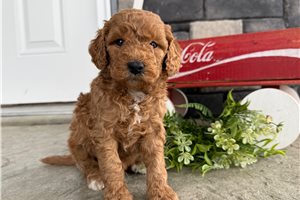 Josiah - Goldendoodle, Mini for sale
