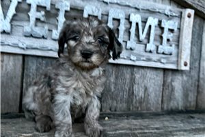 Charlotte - puppy for sale