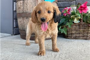 Penny - puppy for sale