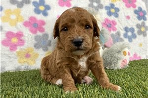 Jacklyn - puppy for sale