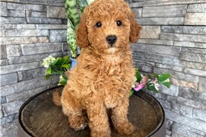 Carissa - Mini Goldendoodle for sale