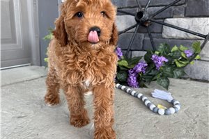 Ocean - Goldendoodle, Mini for sale