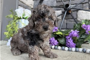 Shyla - puppy for sale