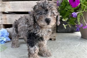 Shyla - Goldendoodle, Mini for sale