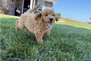 Carter - Mini Goldendoodle for sale