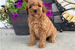 Carissa - Goldendoodle, Mini for sale