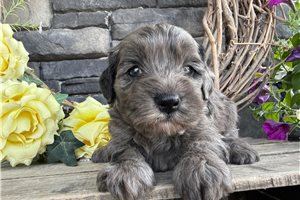 Tiana - Goldendoodle, Mini for sale