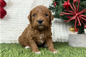 Layla - Goldendoodle, Mini for sale