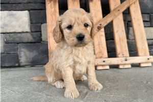 James - puppy for sale