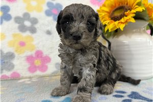 Chloe - puppy for sale