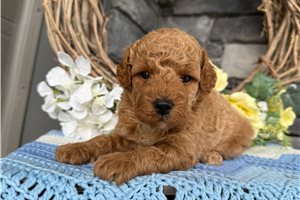 Carissa - Goldendoodle, Mini for sale