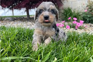 Link - puppy for sale