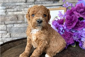 Orlando - puppy for sale