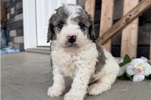 Dale - puppy for sale