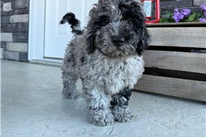 Mateo - Goldendoodle, Mini for sale