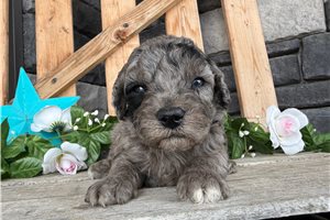 Otto - puppy for sale