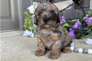 Shane - puppy for sale