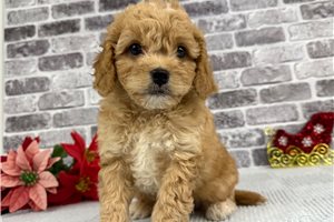 Lincoln - puppy for sale