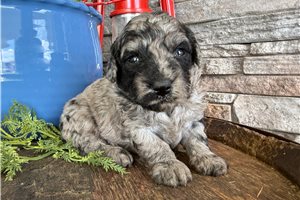 Zorro - puppy for sale