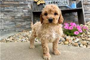Octavia - Goldendoodle, Mini for sale