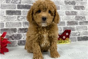 Logan - puppy for sale