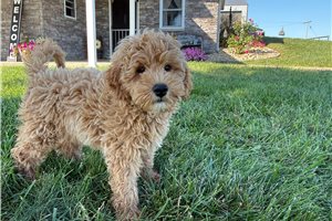 Carter - Mini Goldendoodle for sale