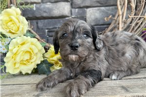 Talon - puppy for sale