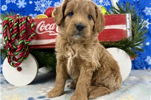 Lily - Goldendoodle, Mini for sale