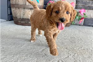 Paula - puppy for sale