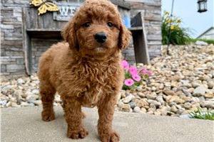 Otis - Goldendoodle, Mini for sale
