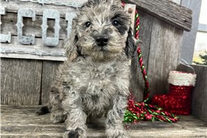 Caleb - puppy for sale