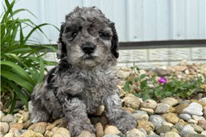 Maria - puppy for sale