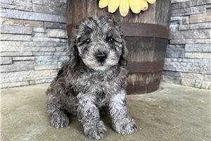 Onyx - Goldendoodle, Mini for sale